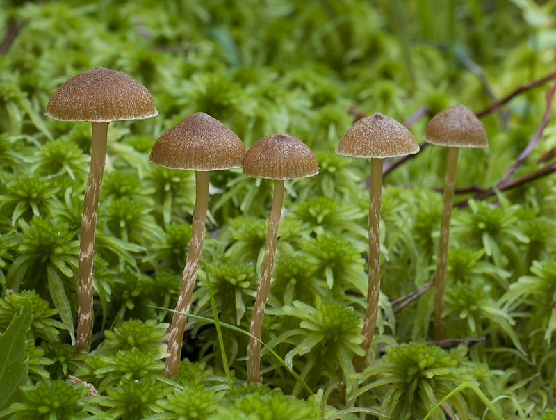 Galerina paludosa